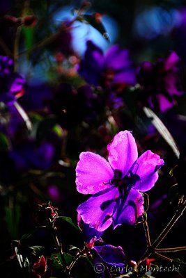 DSC_2674.jpg