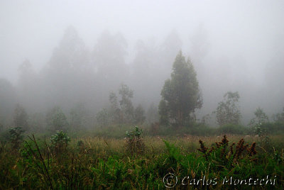 DSC_2474 copy.jpg