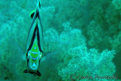 DSC_6668.jpg