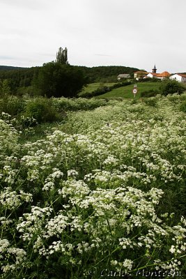 IMG_3863.jpg