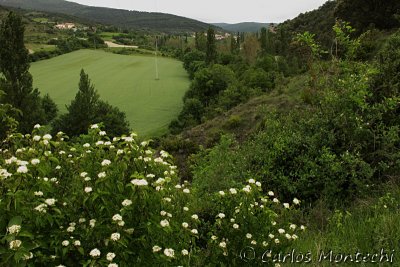 IMG_3946.jpg