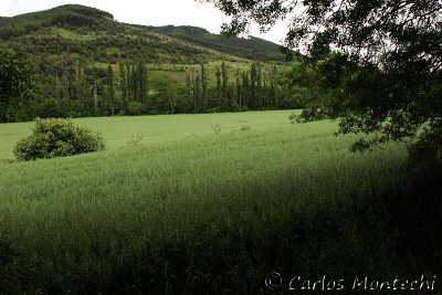 IMG_3963.jpg