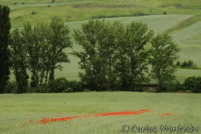IMG_5048.jpg