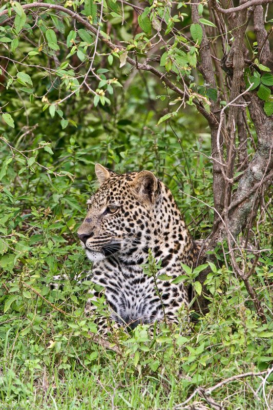 leopard_7932.jpg