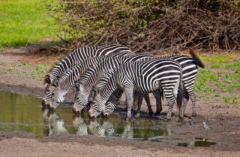 Zebras