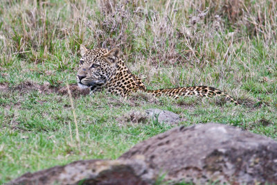 leopard_8054.jpg