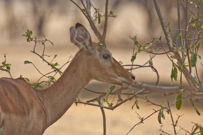 Impala 2