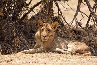 Lion sub-adult male