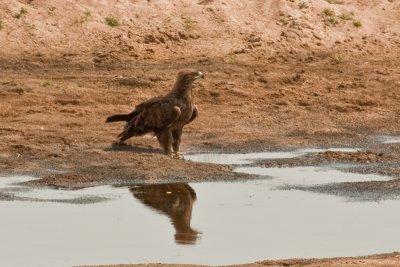 Tawny eagle 1