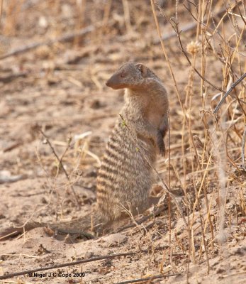 Banded mongoose 1