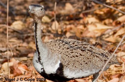 Black bellied korhaan 2