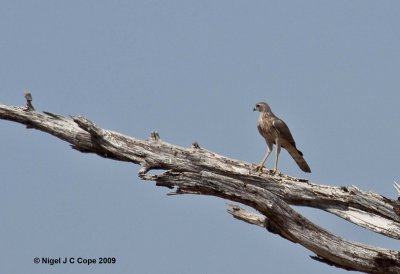 Eastern Chanting Goshawk juv??