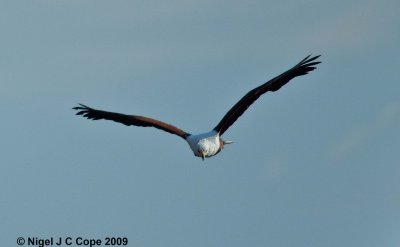 Fish eagle 1
