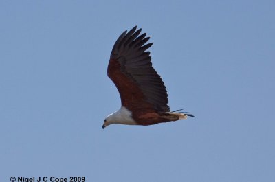 Fish eagle 2