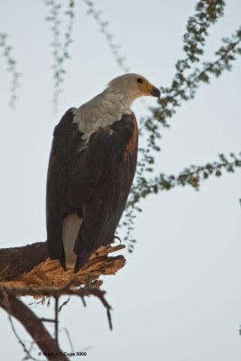 Fish eagle 3