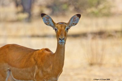 Impala 1