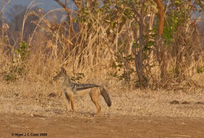 Black backed jackal