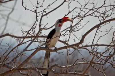 Von der Deckens Hornbill 2