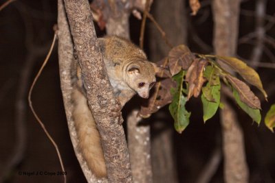 Bush baby 1