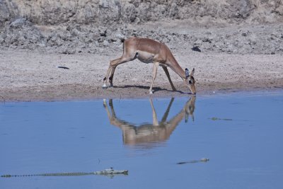 Impala 6