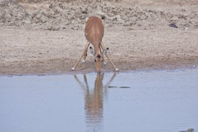 Impala 7