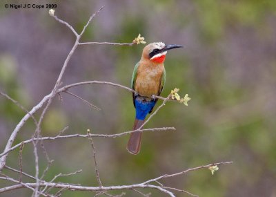 Whitefronted bee-eater 5