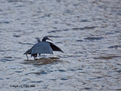 Black egret 1
