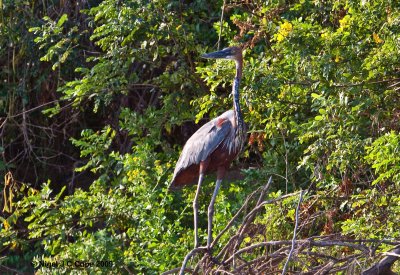 Goliath Heron 1