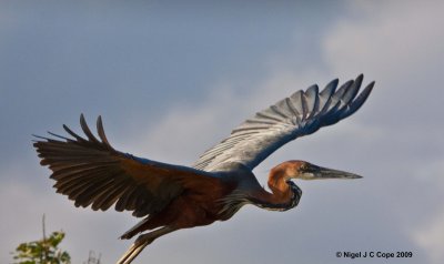 Goliath Heron 4