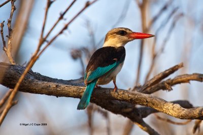 Greyheaded kingfisher