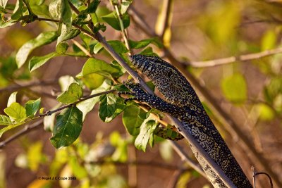 Monitor lizard 2