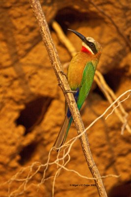 Whitefronted bee-eater 4