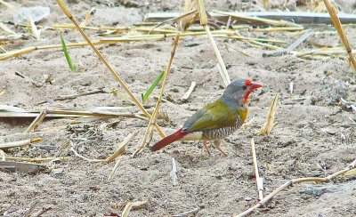 Green-winged Pytilia