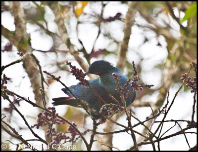 Madagascar blue pigeon_0135