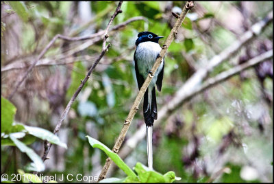 Madagascar Paradise flycatcher_0201