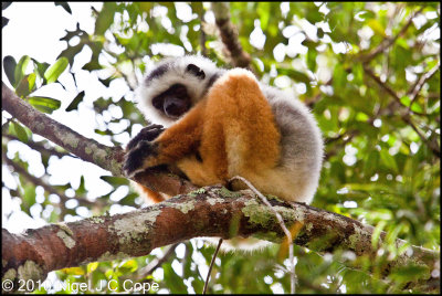 Diademed sifaka_0291