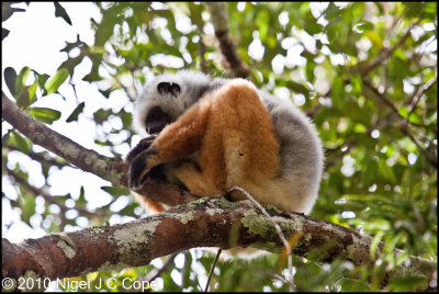 Diademed sifaka_0292