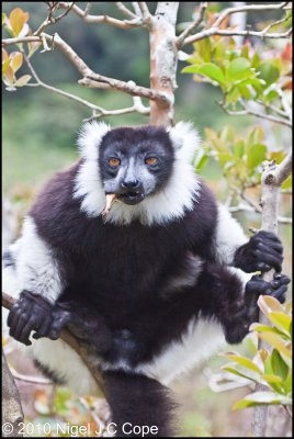 Ruffed lemur_0362