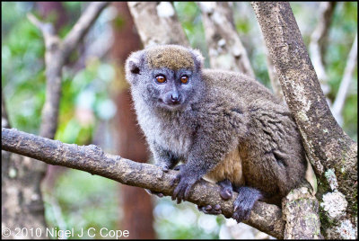 Grey bamboo lemur_0390