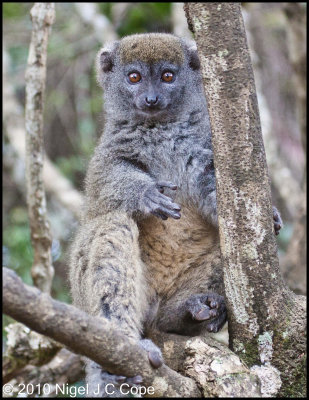 Grey bamboo lemur_0397
