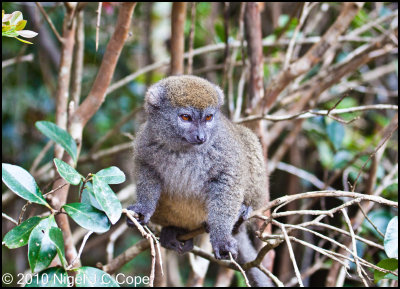 Grey bamboo lemur_0404