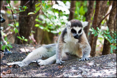 Ringtailed lemur_9616