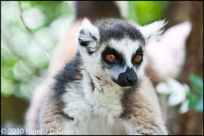 Ringtailed lemur_9617