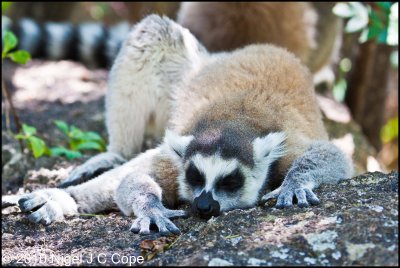 Ringtailed lemur_9618