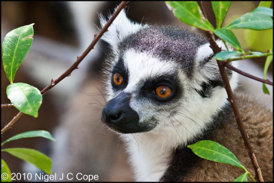 Ringtailed lemur_9620