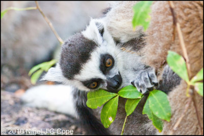 Ringtailed lemur_9623
