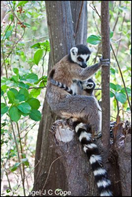 Ringtailed lemur_9643