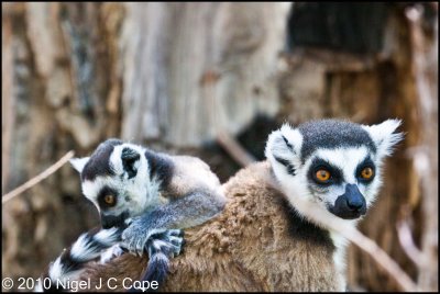 Ringtailed lemur_9663