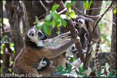 Ringtailed lemur_9679
