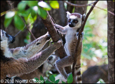 Ringtailed lemur_9681
